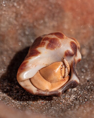 close up of a crab in a shell