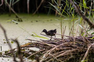 Młody pisklę wodnik zwyczajny Rallus aquaticus stawia pierwsze kroki w dzikim terenie