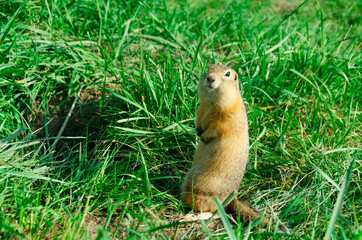 Gopher portrait in the wild