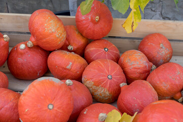 various pumpkins