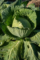 Fototapeta na wymiar Full frame image of a cabbage head with big leaves open to the golden hour sunlight. Beautiful color and texture with copy space.