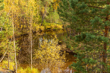autumn landscape with colorful trees, plants, grass in a natural forest near a natural reservoir