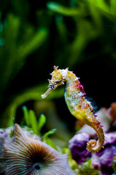 a rainbow coloured seahorse