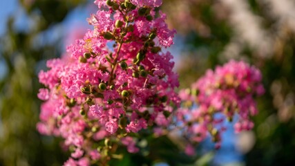 Fototapeta premium 花