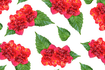 Flower bud roses on a white background