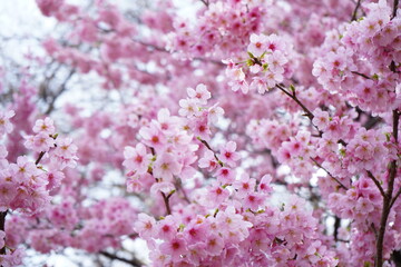Fototapeta premium ピンクの桜