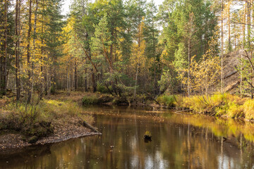 autumn landscape with colorful trees, plants, grass in a natural forest near a natural reservoir