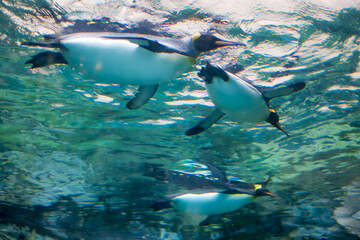 penguins swimming in the water