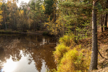 autumn landscape with colorful trees, plants, grass in a natural forest near a natural reservoir