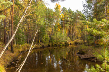 autumn landscape with colorful trees, plants, grass in a natural forest near a natural reservoir