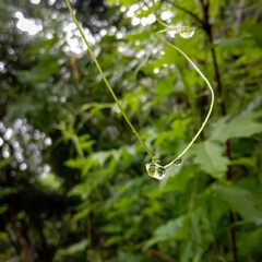 water drops on a tree