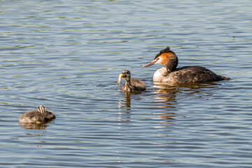 Grebe - Fuut - Podiceps cristatus