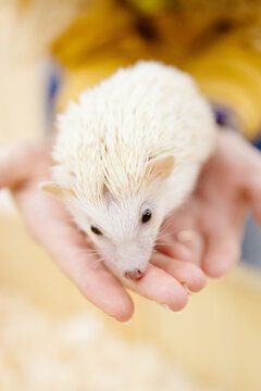 Close-up of lovely little white hedgehog