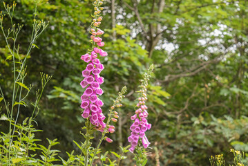 Fingerhut Harz NAtur