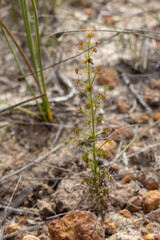 Drosera prophylla, east of Jurien Bay, Western Australia