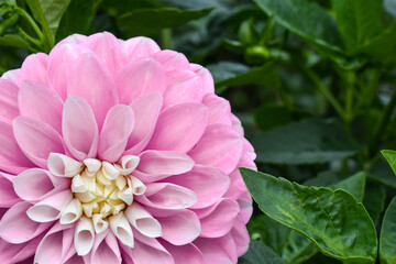 Obraz premium Lovely flower on green foliage background. Postcard for congratulations with space for text. Pink dahlia flower close up.