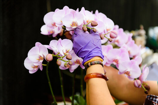 Human hand arranging moth orchid inflorescence