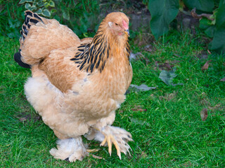 Brahma hen  color co,lumbia buff walking outside, photo made in Weert the Netherlands