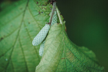 European beech fruit