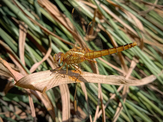 pantala flavescens, the globe skimmerjor wandering glider in himachal pradesh, India