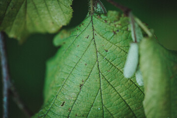 Obraz premium European beech fruit
