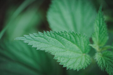 Stinging Nettle