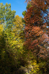 The dense forest wilderness in the fall