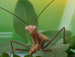 Close-up of a brown praying mantis
