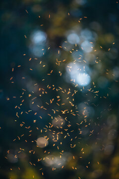Swarm of flies and mosquitos in foreground, long exposure