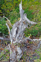 A snag tree in the forest