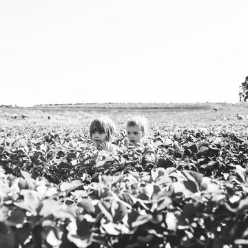 Berry Patch Shenanigans