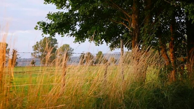 movimento tra gli alberi, con una siepe controluce 