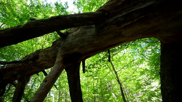 nel bosco, sotto un enorme tronco di albero abbattuto 