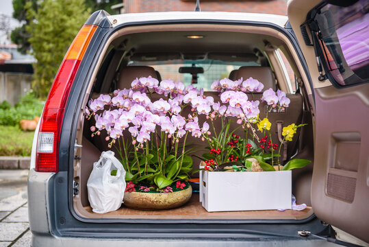 Moth orchid on trunk ready for transportation