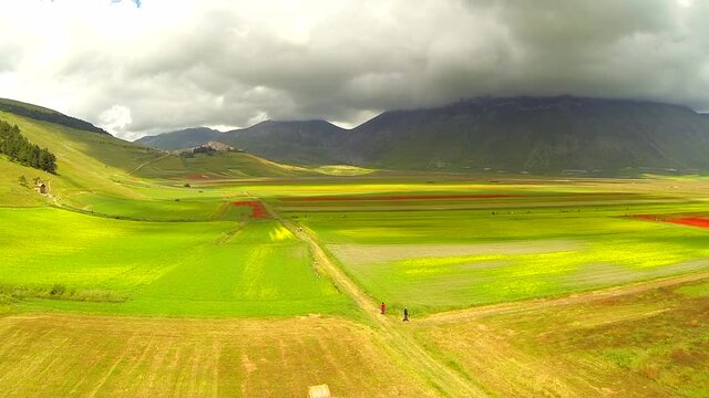 i fiori della piana di Castelluccio di Norcia, ripresi da drone con volo radente