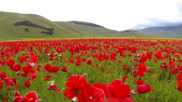 i fiori della piana di Castelluccio di Norcia, ripresi da drone con volo radente