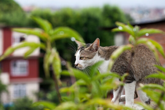 A cautious cat on the terrace.