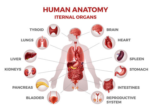 Human internal organs. Demonstrative educational material. Man body anatomy medical illustration for biology infographics stomach and kidneys, heart and liver, lungs. Teaching aids vector set