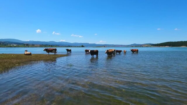 ripresa con drone intorno ad un gruppo di mucche al pascolo che fanno il bagno in un lago