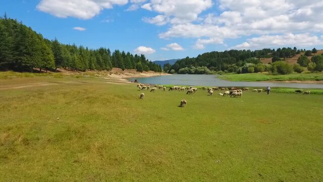il lago Cecita della Sila con avvicinamento sulle pecore al pascolo allo stato brado