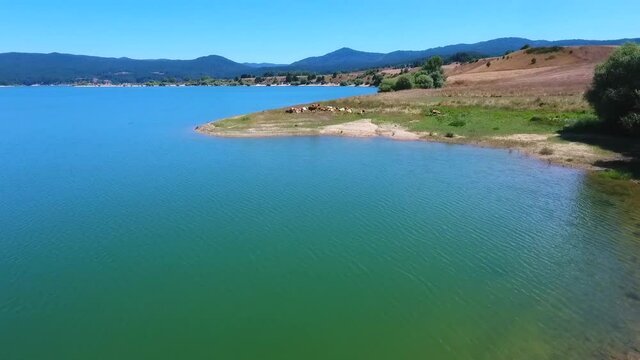 il lago Cecita della Sila con avvicinamento sulle mucche al pascolo allo stato brado