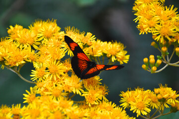 Closeup of a red monarch butterfly on bright yellow wildflowers on a sunny day