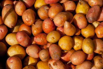 Lots of potatoes close up. Texture of new potatoes. Yellow and red potatoes in a heap.