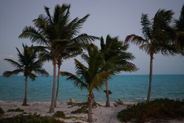 Fototapeta na wymiar 南の島のヤシの木のあるビーチ