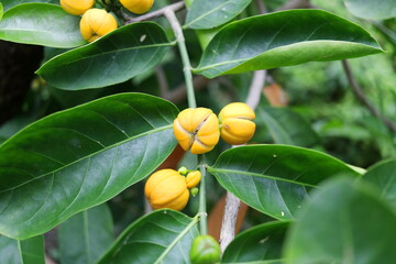 Yellow lemon color fruit of False lime tree and dark green leaves on branch( selective focus on leaf), Thailand.