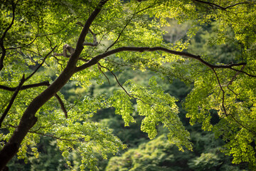 Fototapeta premium green leaves