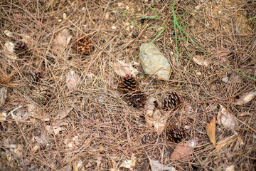 pinecorne