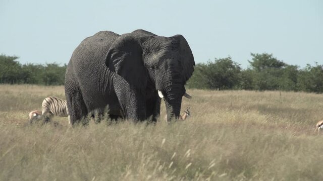 A big elephant is marching trough grassland savanna with springboks and zebras in the back in etosha national park, namibia.