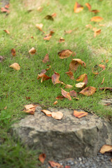 fallen autumn leaves