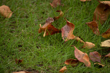 fallen autumn leaves